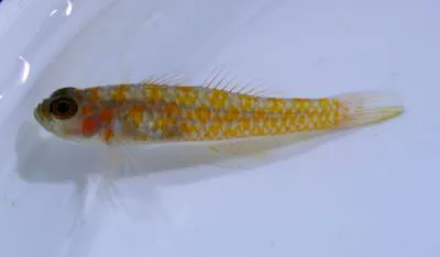 Greybearded pygmy goby (Trimma annosum)