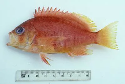 Greycheek basslet (Lepidoperca caesiopercula)