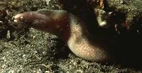 Greyface moray (Gymnothorax thyrsoideus)