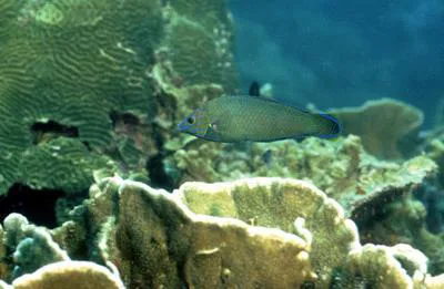 Greyhead wrasse (Halichoeres leucurus)