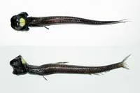 Grideye fish (Ipnops agassizii)