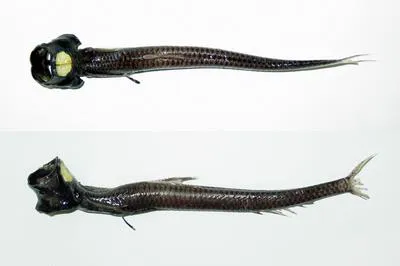 Grideye fish (Ipnops agassizii)