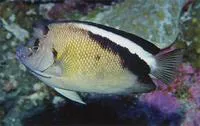 Griffis angelfish (Apolemichthys griffisi)