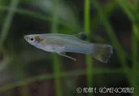 Grijalva gambusia (Heterophallus milleri)