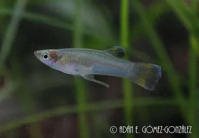 Grijalva gambusia (Heterophallus milleri)