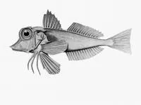 Grooved gurnard (Lepidotrigla modesta)