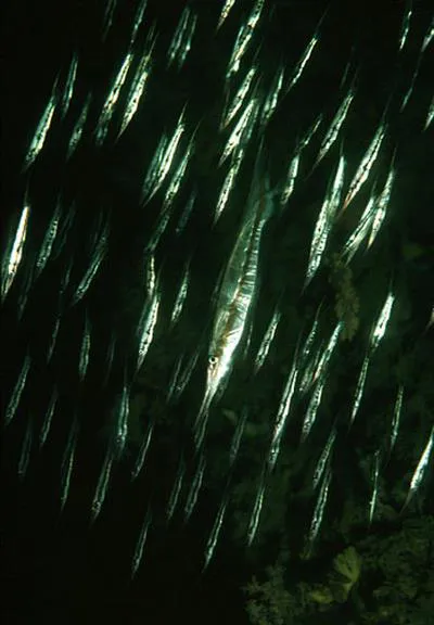 Grooved razor-fish (Centriscus scutatus)