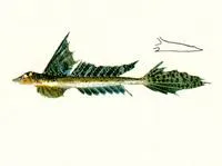 Gross's stinkfish (Callionymus grossi)