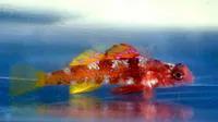 Grotto goby (Speleogobius trigloides)