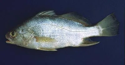 Ground croaker (Bairdiella ronchus)