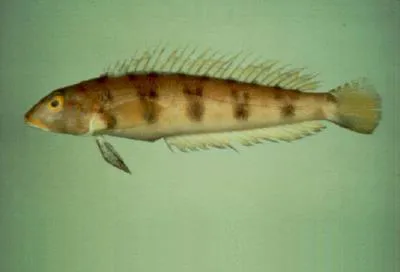 Grub fish (Parapercis sexfasciata)