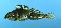Grubby (Myoxocephalus aenaeus)