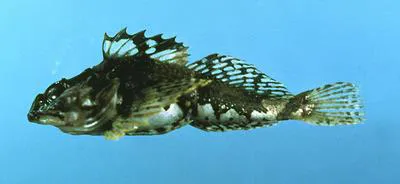 Grubby (Myoxocephalus aenaeus)