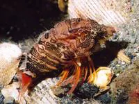 Grunt sculpin (Rhamphocottus richardsonii)