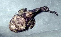 Grunting toadfish (Allenbatrachus grunniens)