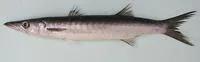 Guachanche barracuda (Sphyraena guachancho)