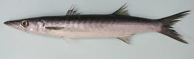 Guachanche barracuda (Sphyraena guachancho)