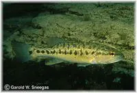Guadalupe bass (Micropterus treculii)