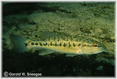 Guadalupe bass (Micropterus treculii)