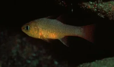 Guadalupe cardinalfish (Apogon guadalupensis)