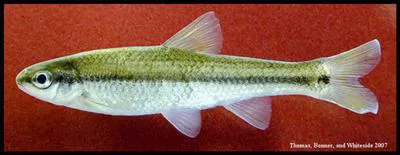Guadalupe roundnose minnow (Dionda nigrotaeniata)