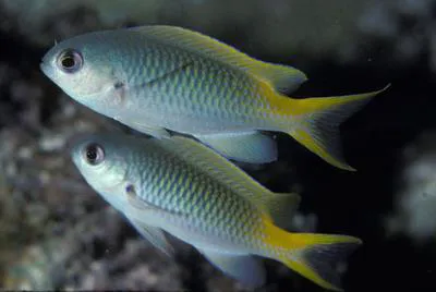 Guam damsel (Pomachromis guamensis)