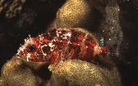 Guam scorpionfish (Scorpaenodes guamensis)
