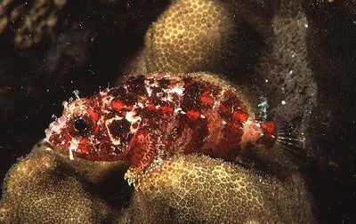 Guam scorpionfish (Scorpaenodes guamensis)