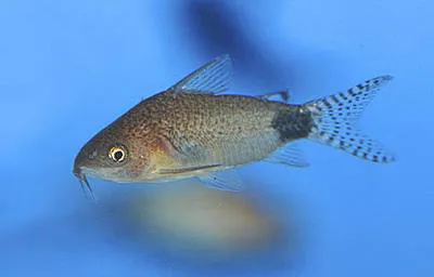 Guapore corydoras (Corydoras guapore)