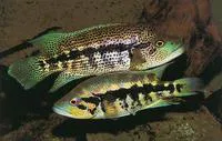 Guapote (Parachromis dovii)