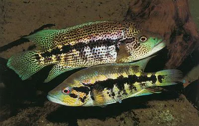 Guapote (Parachromis dovii)