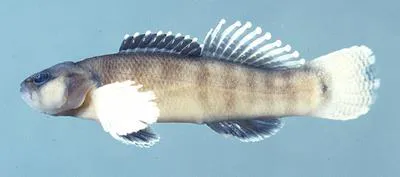 Guardian darter (Etheostoma oophylax)