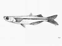 Guatemala silverside (Atherinella guatemalensis)
