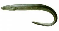 Guayana pike-conger (Cynoponticus savanna)