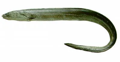 Guayana pike-conger (Cynoponticus savanna)