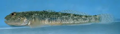 Guaymas goby (Quietula guaymasiae)