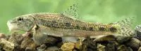 Gudgeon (Gobio gobio)