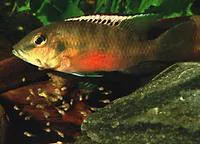 Guenther's mouthbrooder (Chromidotilapia guntheri guntheri)
