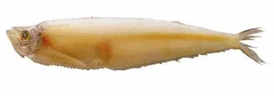 Guiana longfin herring (Odontognathus mucronatus)