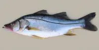 Guianan snook (Centropomus mexicanus)