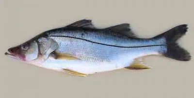 Guianan snook (Centropomus mexicanus)