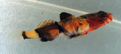 Guillet's goby (Lebetus guilleti)