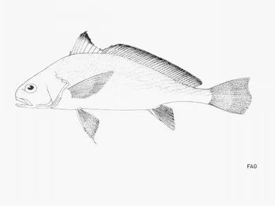 Guinea croaker (Pseudotolithus epipercus)
