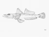 Guinea flathead (Solitas gruveli)