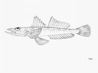Guinea flathead (Solitas gruveli)