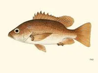 Guinea snapper (Lutjanus endecacanthus)