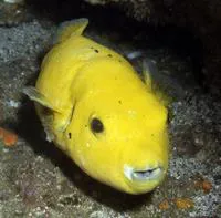 Guineafowl puffer (Arothron meleagris)