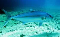 Guinean amberjack (Seriola carpenteri)