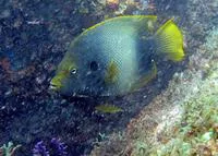 Guinean angelfish (Holacanthus africanus)