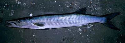 Guinean barracuda (Sphyraena afra)